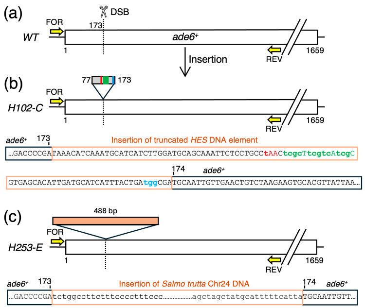 Figure 7