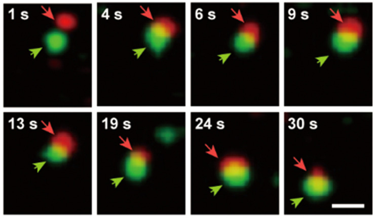 Figure 11