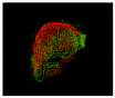 Figure 22