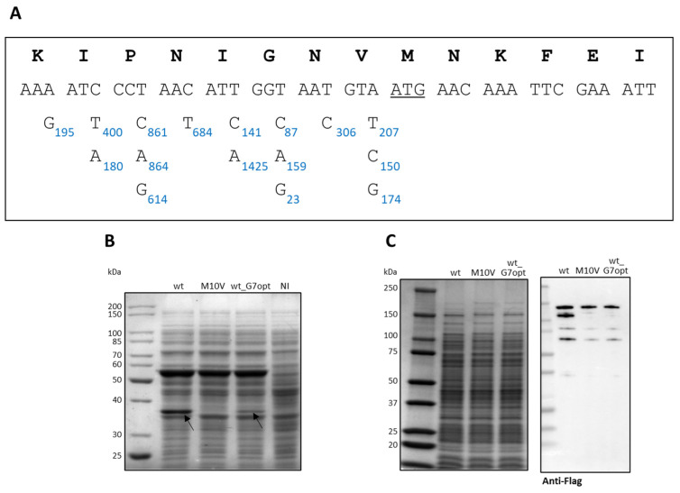 Figure 11