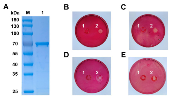 Figure 10