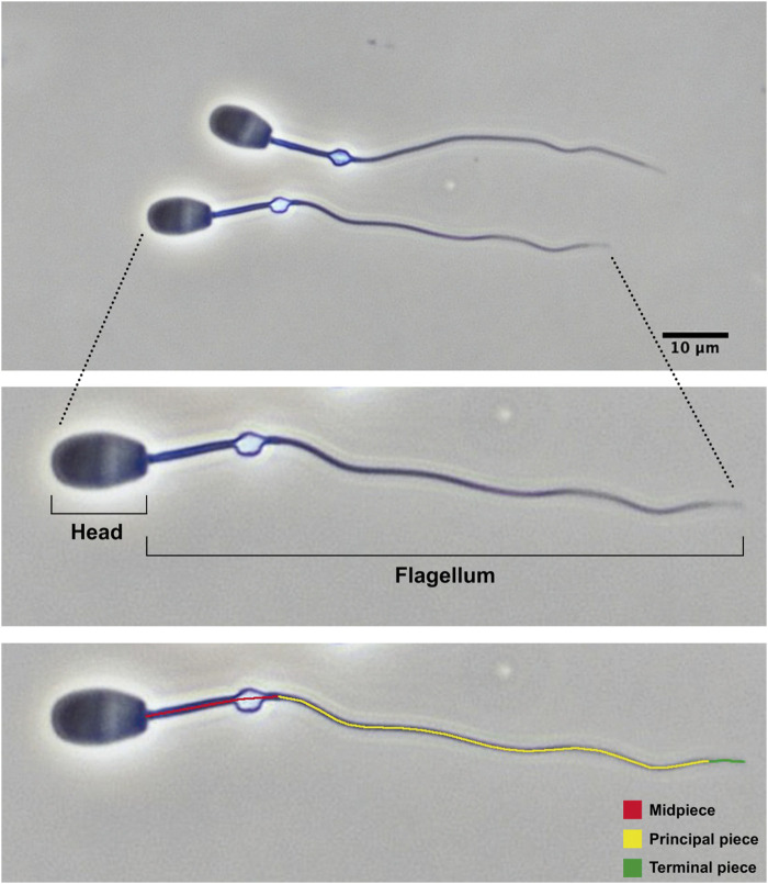 FIGURE 3