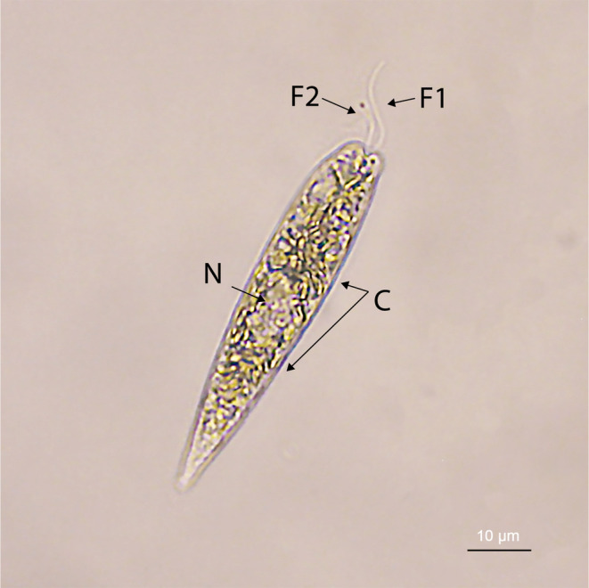 Figure 2