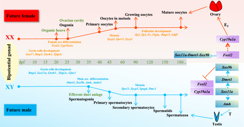 Figure 12