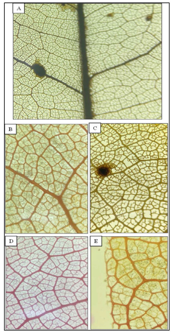 Figure 6