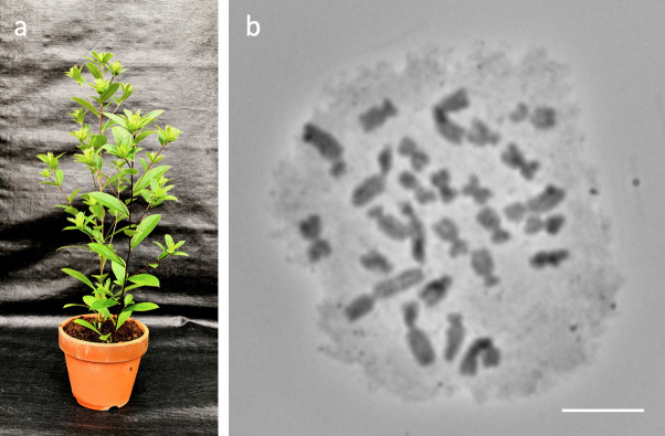 Fig 1