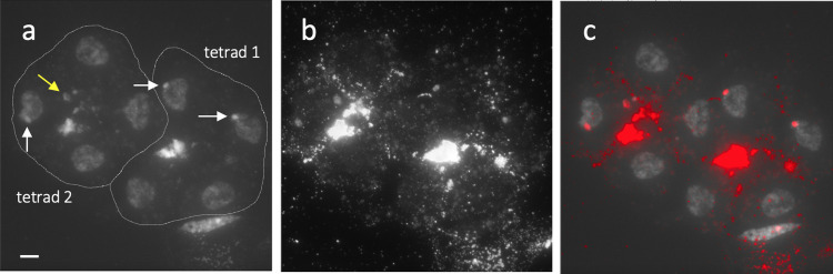 Fig 6