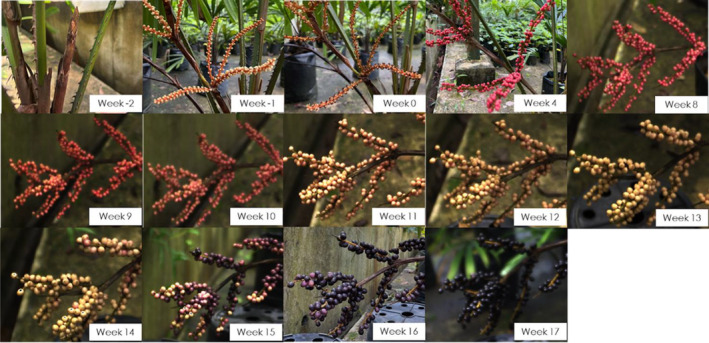 Figure 13
