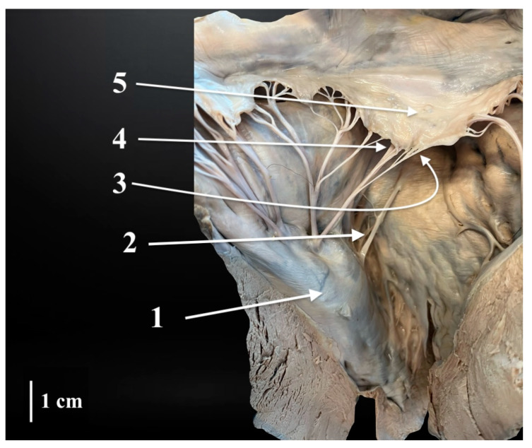 Figure 5