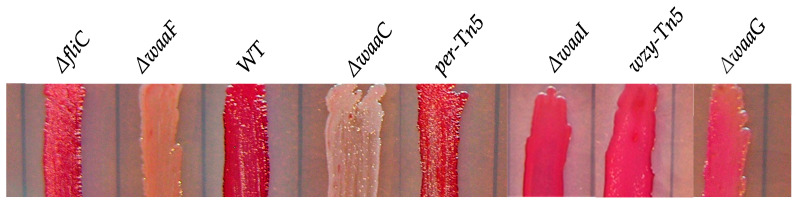 Figure 5