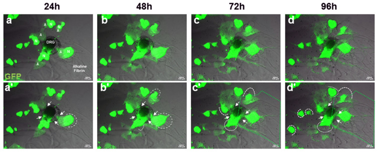 Figure 5