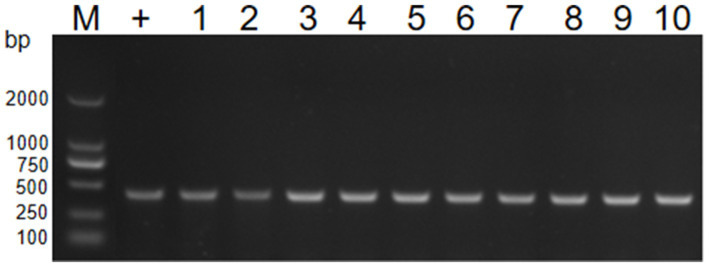 Figure 6