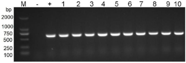 Figure 7