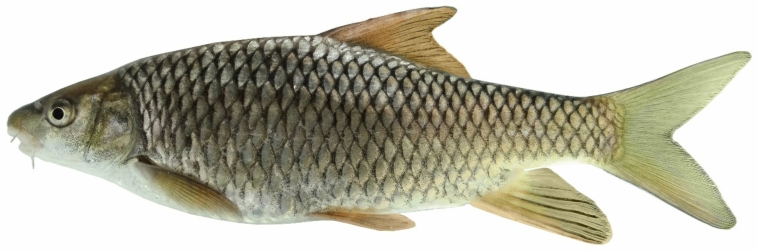 Figure 12