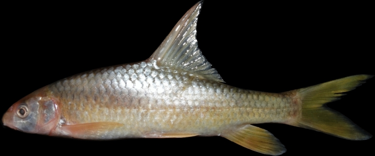 Figure 15