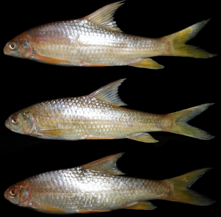 Figure 16
