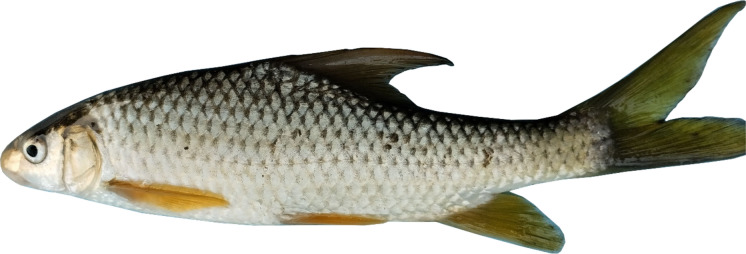 Figure 17