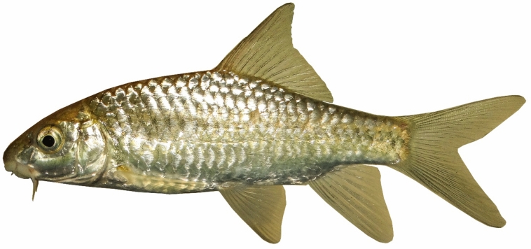 Figure 18