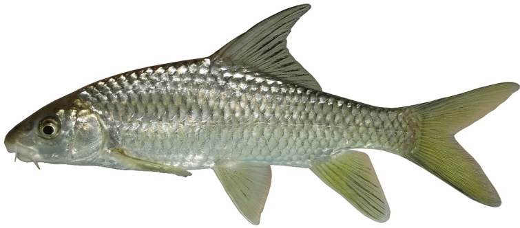 Figure 19