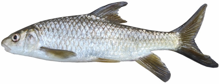 Figure 20