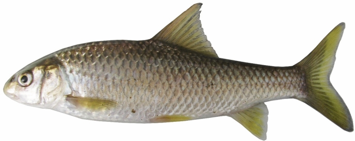 Figure 21