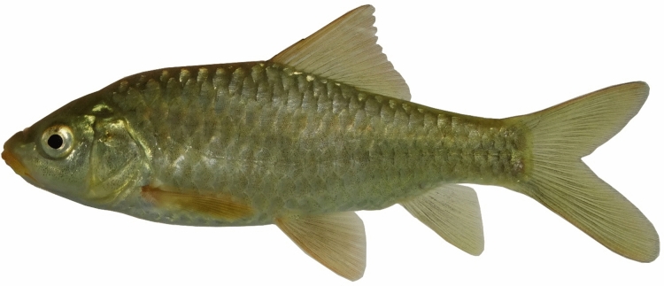 Figure 22