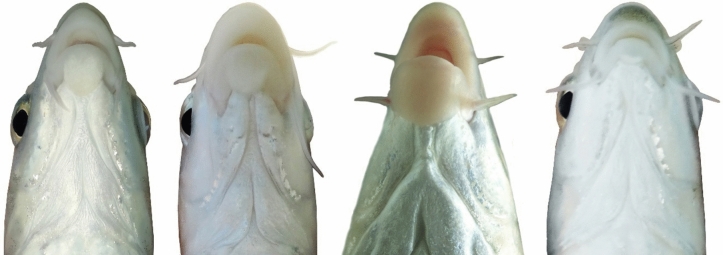 Figure 23