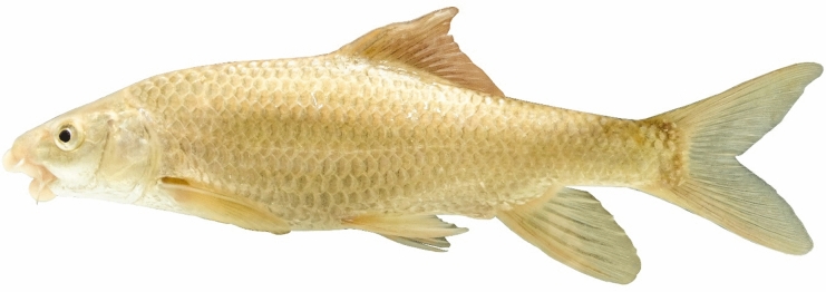 Figure 8