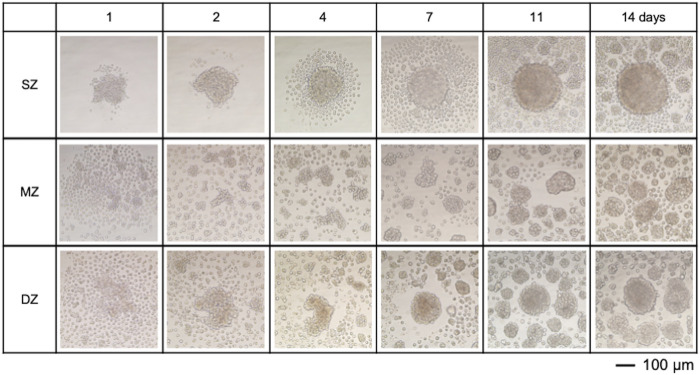 FIGURE 2