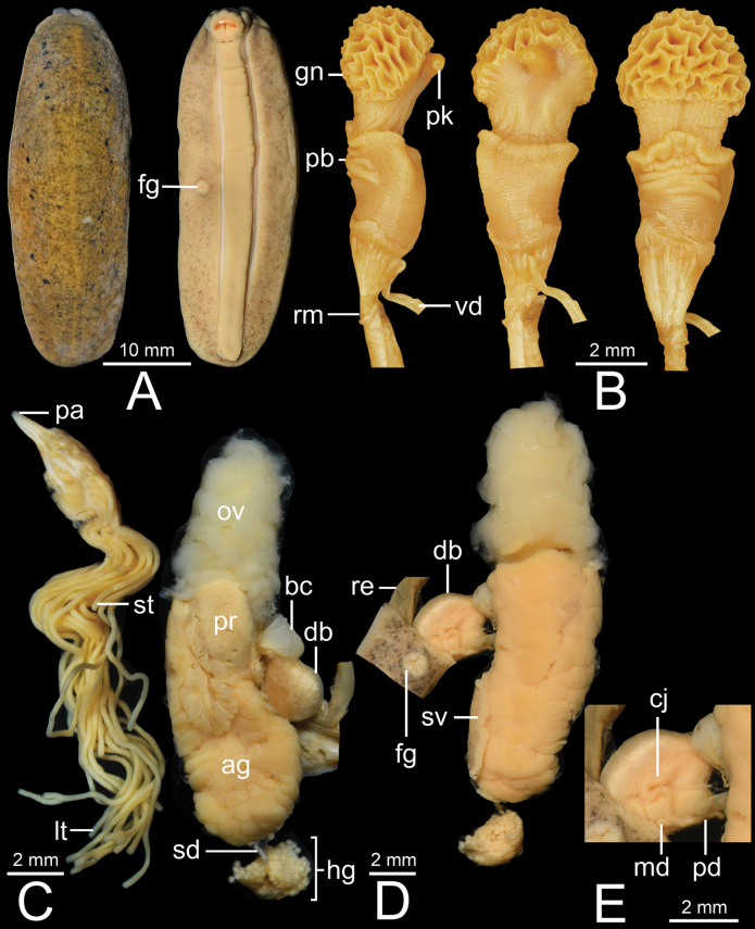 Figure 5