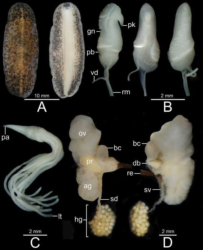 Figure 9