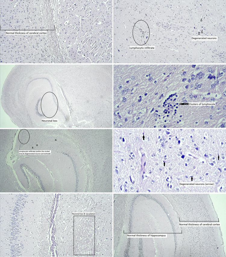 Fig 6