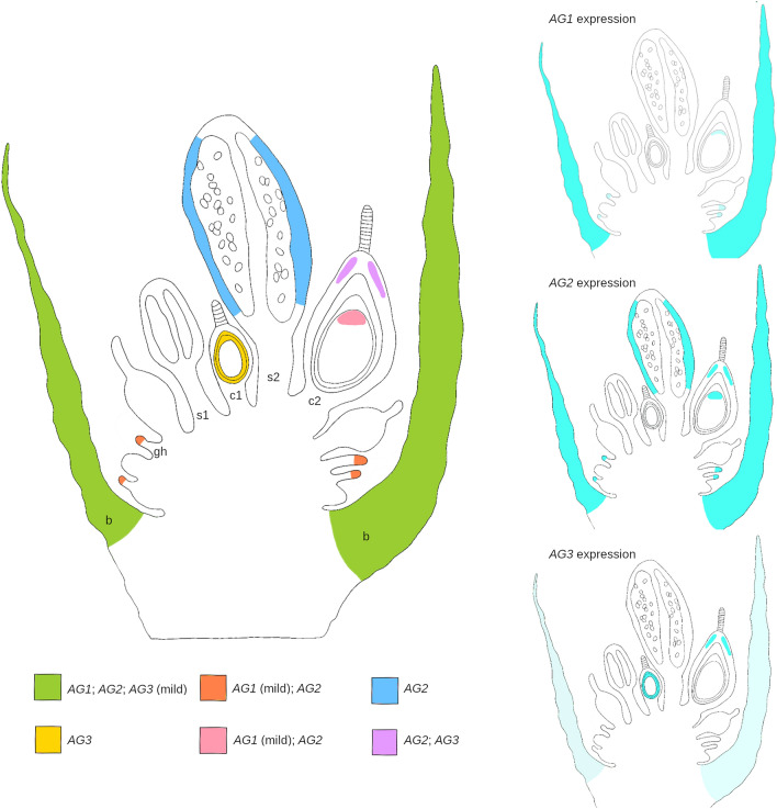 Figure 6