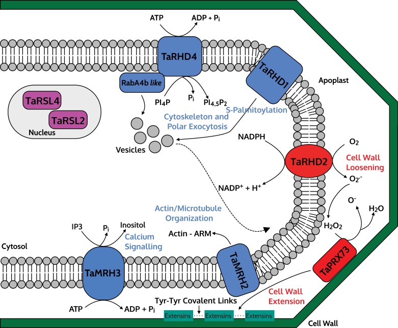 Figure 5