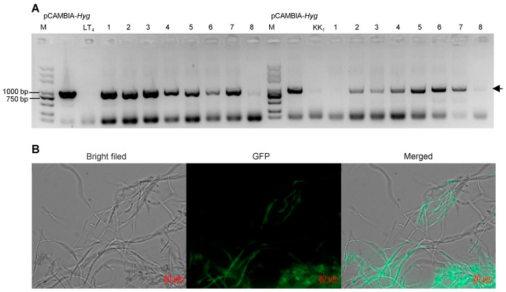 Figure 6