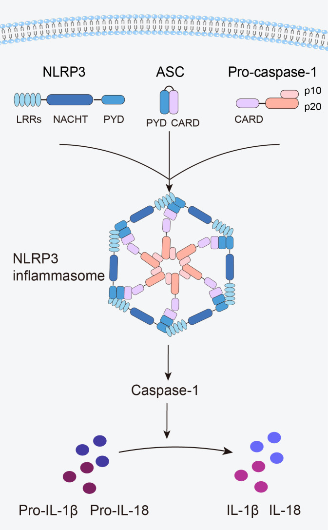 Figure 1