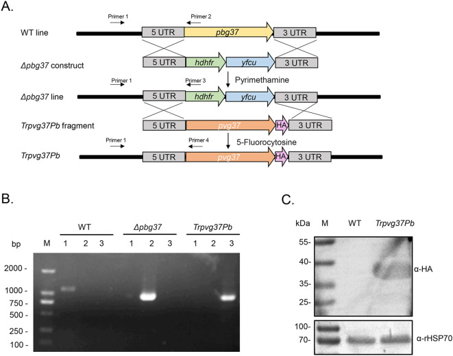 Figure 1