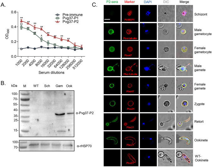 Figure 3