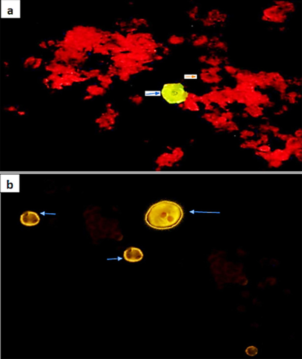 Fig.3