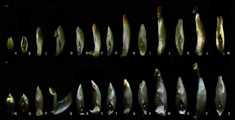 Figure 3
