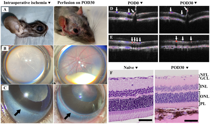 Figure 2