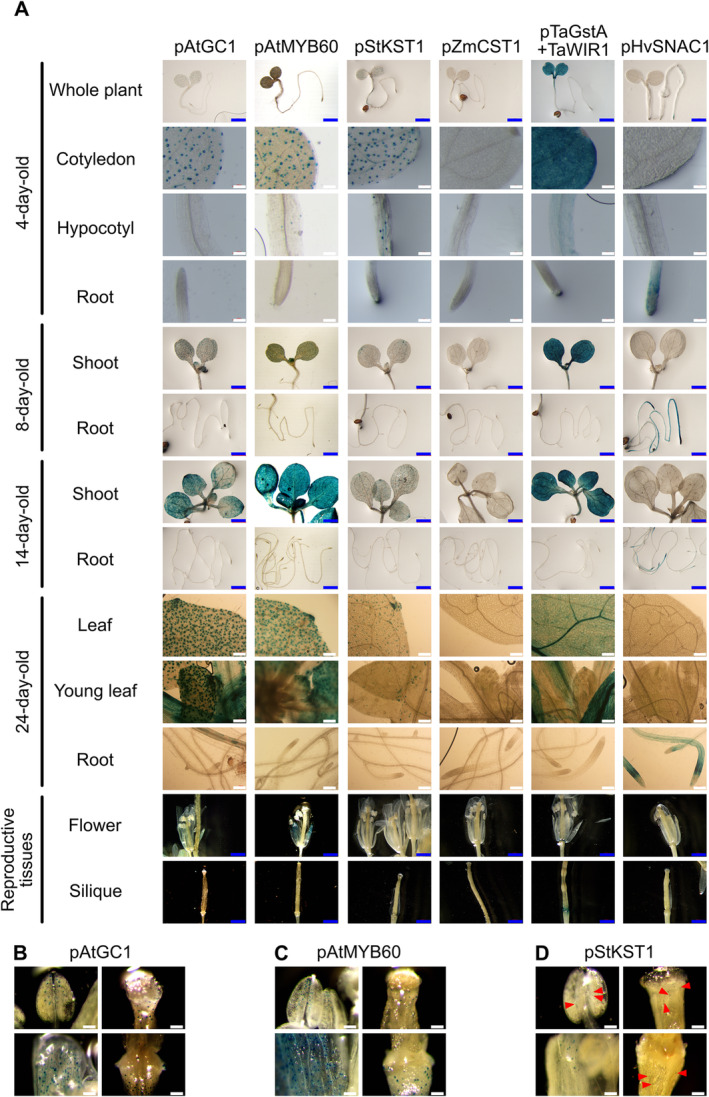 FIGURE 3