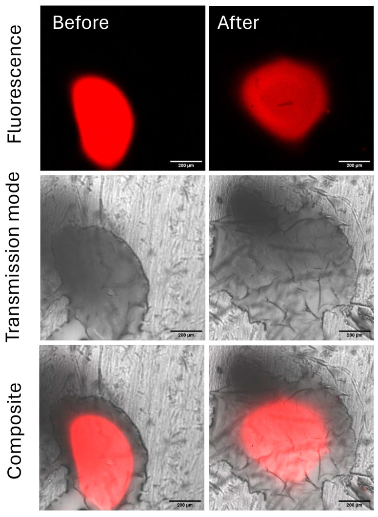 Figure 13
