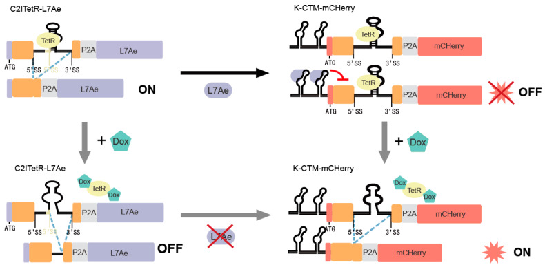 Figure 11