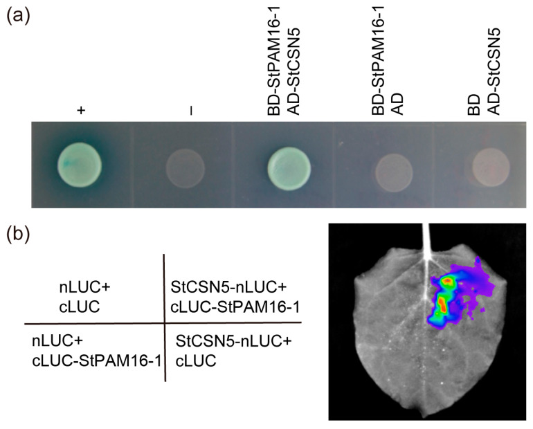Figure 6