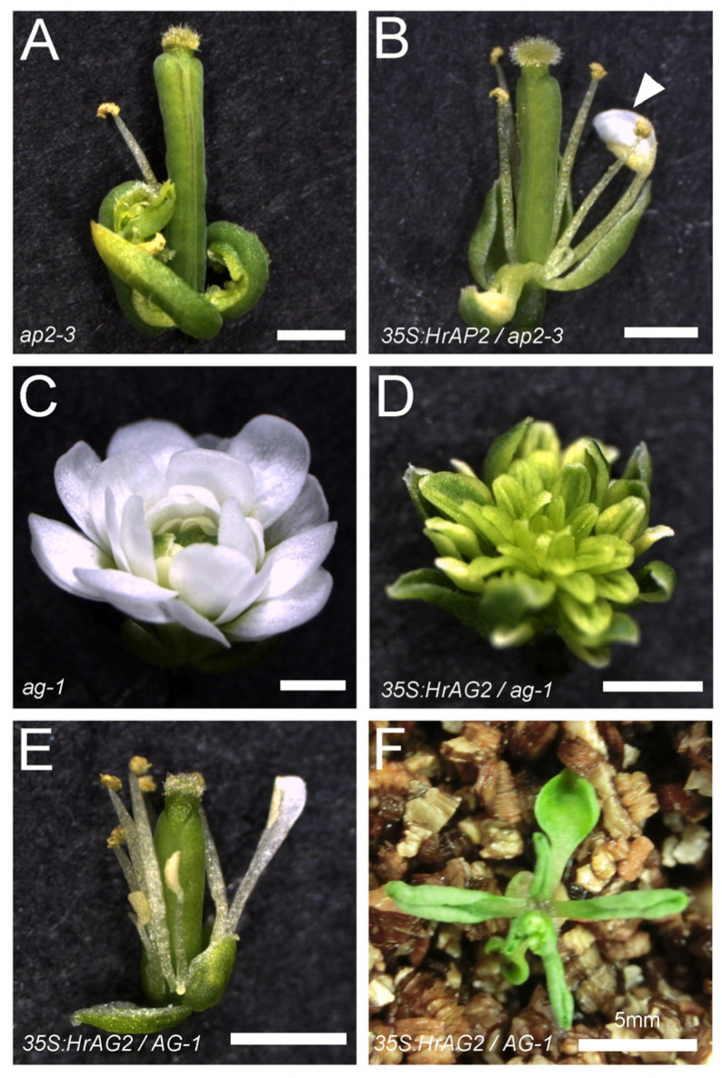 Figure 6