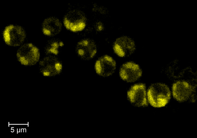 FIGURE 3