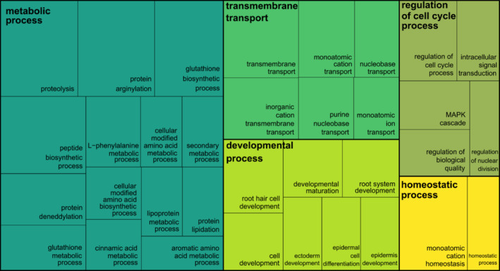 FIGURE 4