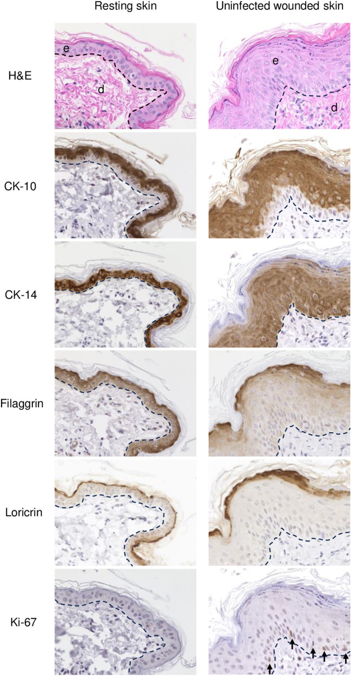 Figure 2