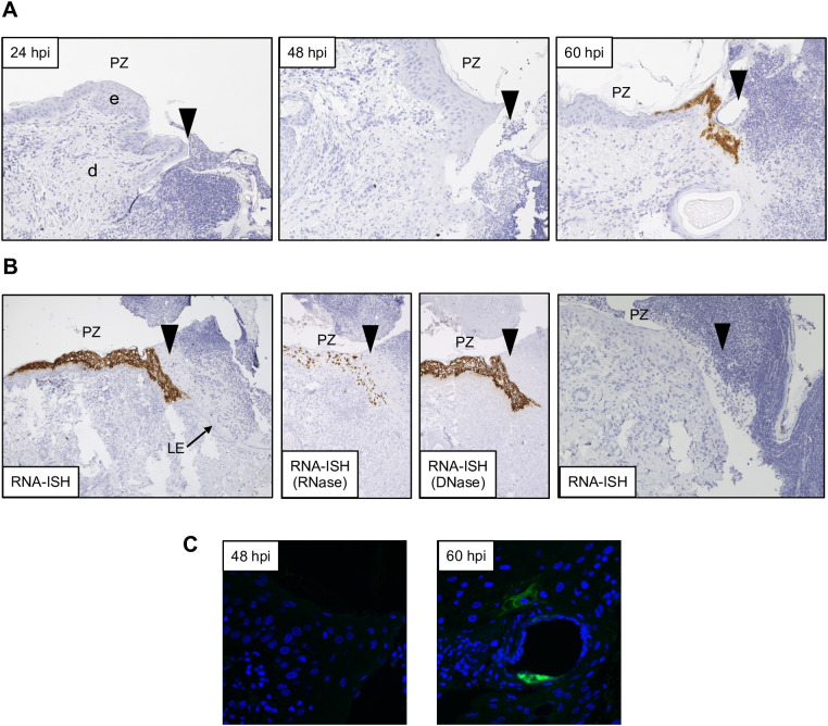 Figure 3